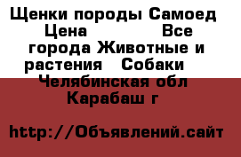 Щенки породы Самоед › Цена ­ 20 000 - Все города Животные и растения » Собаки   . Челябинская обл.,Карабаш г.